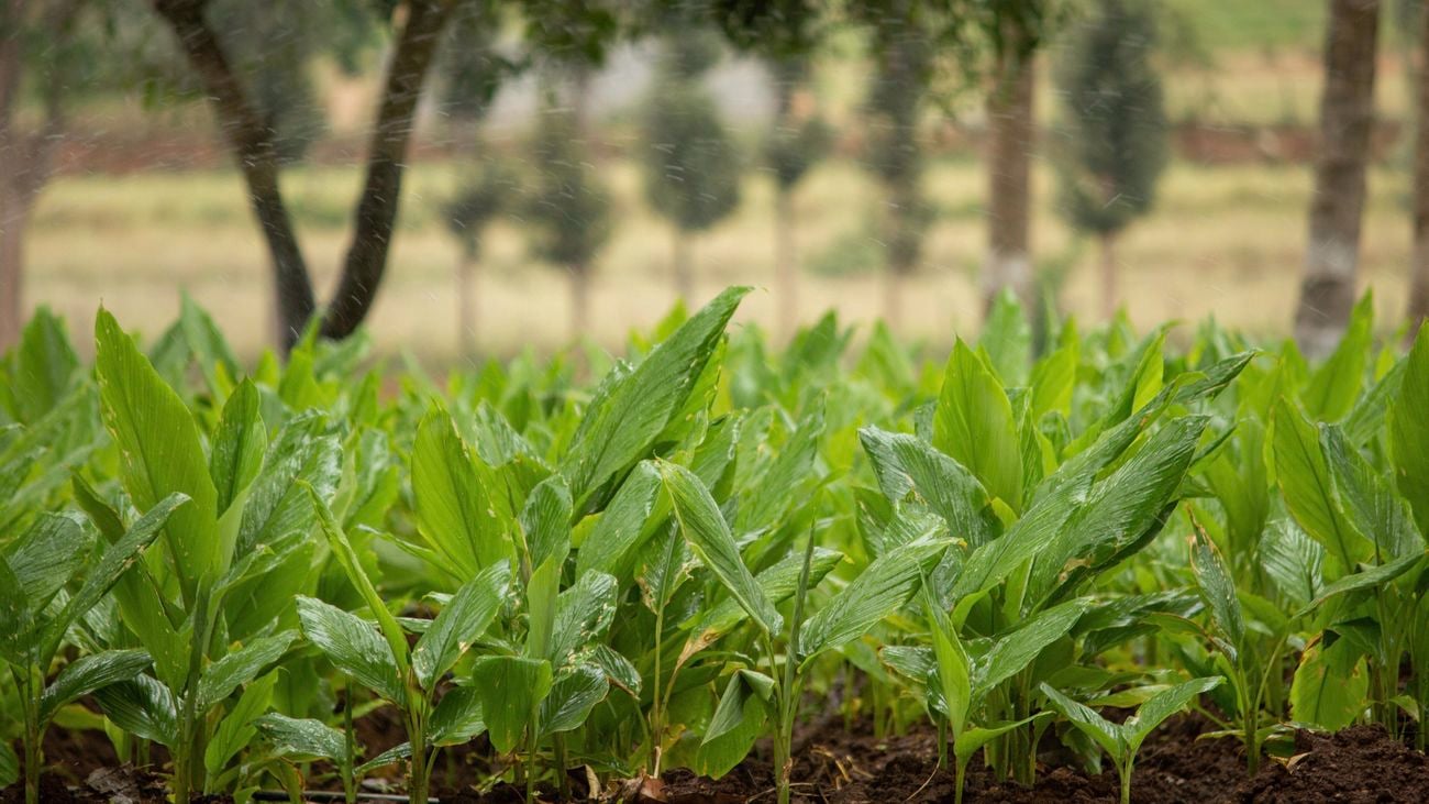 Turmeric