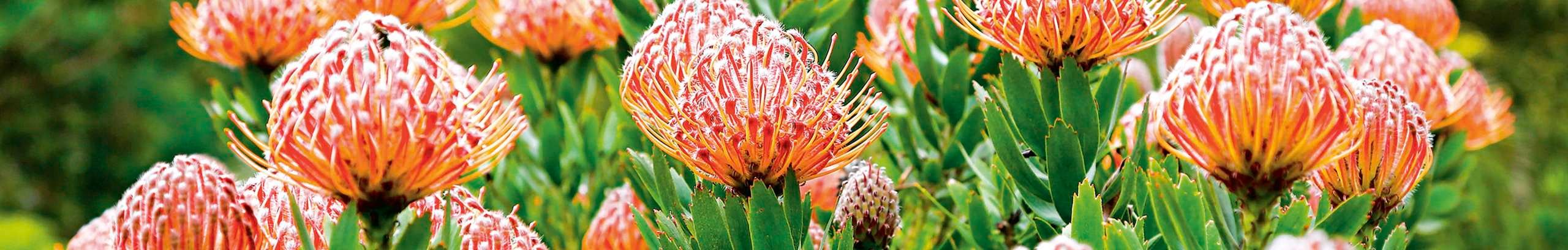 Protea flowers in a garden