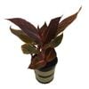 2.5L Canna Tropicanna