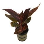 2.5L Canna Tropicanna