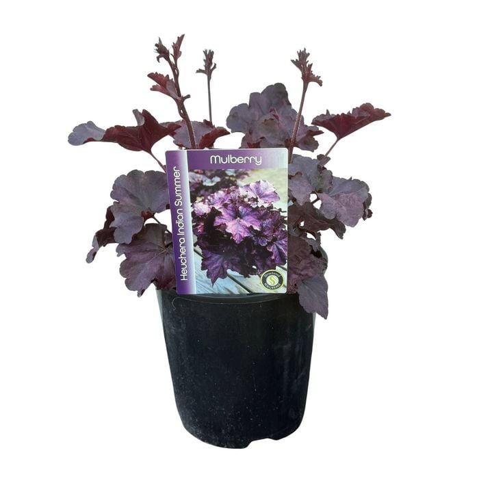 Gardening Solutionz 15cm Heuchera Indian Summer Mulberry - Coral Bells