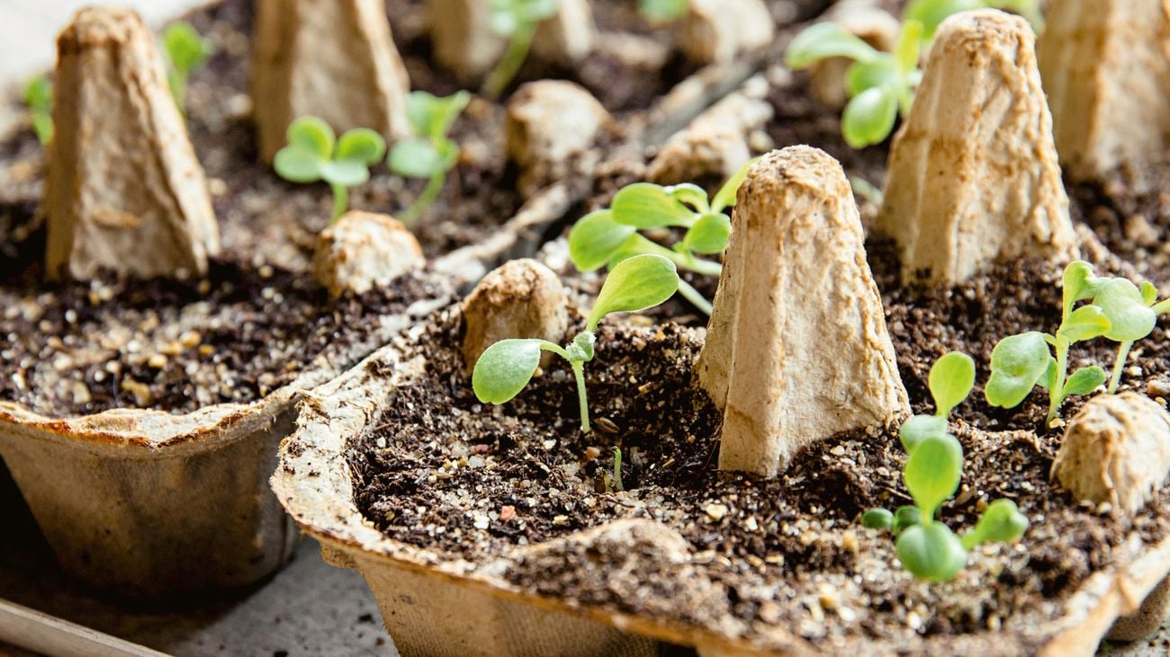 Seedlings in biodegradable egg cartons
