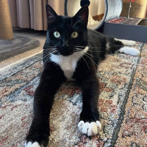 A black and white cat sitting on carpet.