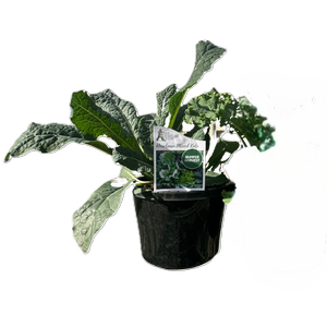 180mm Kale Mixed - Brassica sp