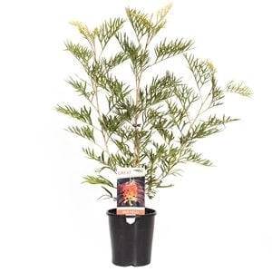 140mm Grevillea Ned Kelly - Grevillea bipinnatifida x banksii