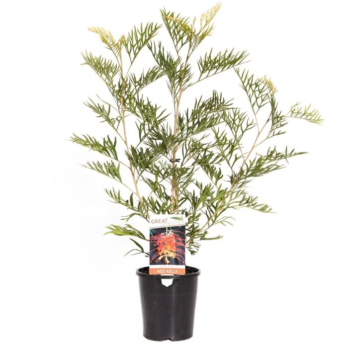 140mm Grevillea Ned Kelly - Grevillea bipinnatifida x banksii
