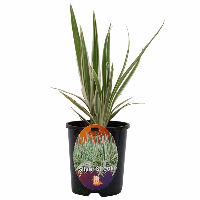 140mm Dianella Silver Streak - Dianella hybrid