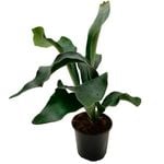 120mm Staghorn Fern - Platycerium bifurcatum