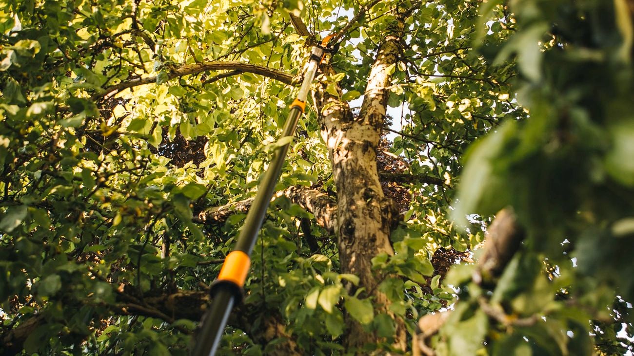 A telescopic tree pruner cutting a branch from a leafy tree.