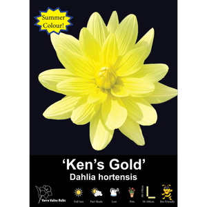 Yarra Valley Bulbs Kens Gold - 1 Pack