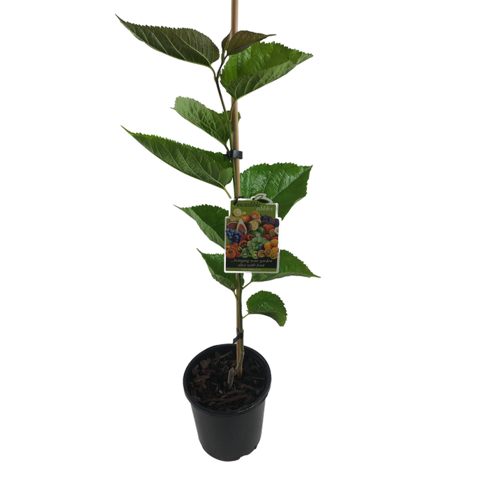 3L Mulberry Hicks Early - Morus species - Incredible Edibles Range
