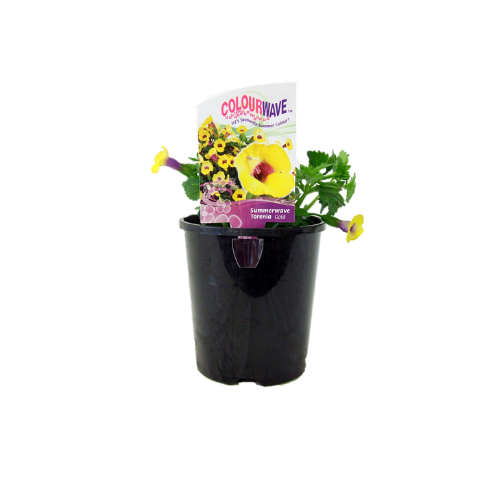 1.5L Colourwave Summer Wave Gold - Torenia fournieri