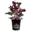 180mm Helleborus Vibey Velvet - Helleborus hybridus