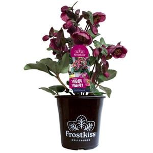180mm Helleborus Vibey Velvet - Helleborus hybridus