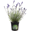 1.5L Lavender Hidcote Blue - Lavender angustifolia