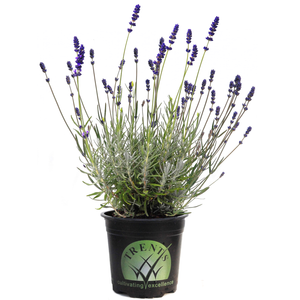 1.5L Lavender Hidcote Blue - Lavender angustifolia