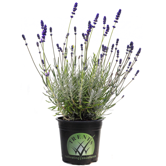 1.5L Lavender Hidcote Blue - Lavender angustifolia