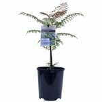 140mm Jacaranda - Jacaranda mimosifolia