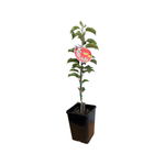 180mm Dwarf Apple Pinkabelle - Prunus armeniaca