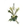 200mm Elkhorn Fern In Basket -  Platycerium bifurcatum