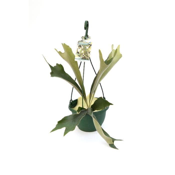 200mm Elkhorn Fern In Basket -  Platycerium bifurcatum
