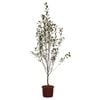 330mm Crab Apple Rejoice - Malus rejzam