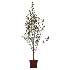 330mm Crab Apple Rejoice - Malus rejzam
