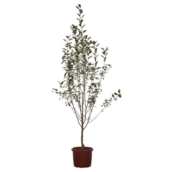 330mm Crab Apple Rejoice - Malus rejzam