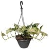 200mm Marble Queen Pothos - Epipremnum aureum Marble Queen