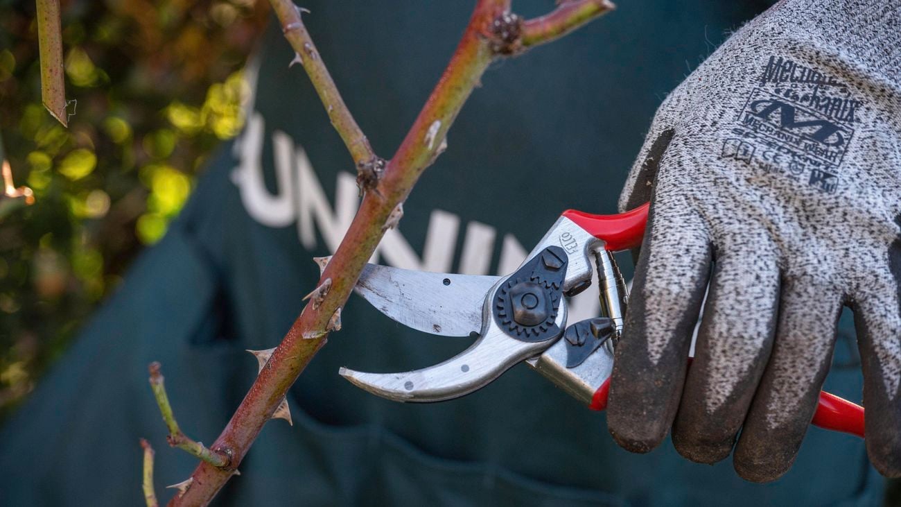A person pruning a rose branch wearing gardening gloves.