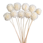 Blooms Of Joy 15-25cm White Scabiosa Flowers