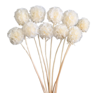Blooms Of Joy 15-25cm White Scabiosa Flowers