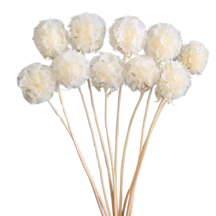 Blooms Of Joy 15-25cm White Scabiosa Flowers