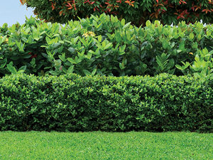 Well-manicured lawn and hedge in backyard