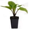 90mm Premium Perennial Assorted