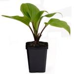 90mm Premium Perennial Assorted