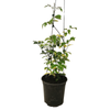 3.5L Pandorea Charisma - Pandorea jasminoides variegata