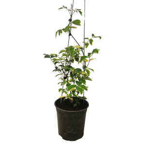 3.5L Pandorea Charisma - Pandorea jasminoides variegata