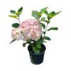 4L Hydrangea Preziosa - Hydrangea serrata