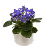 105mm African Violet in Cermic