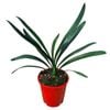 3.3L Kaffir Lily - Clivia grandiflora