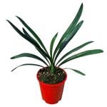 3.3L Kaffir Lily - Clivia grandiflora