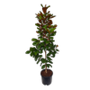 10L Magnolia Teddy Bear - Magnolia grandiflora Teddy Bear