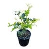 2L Orange Jessamine - Murraya paniculata
