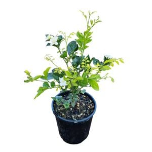 2L Orange Jessamine - Murraya paniculata