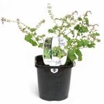 125mm Basil Tulsi - Ocimum tenuiflorum - Food For Life Range