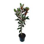 250mm Magnolia Little Gem - Magnolia grandiflora