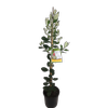 3L Feijoa Golden Goose - Feijoa sellowiana - Incredible Edibles Range