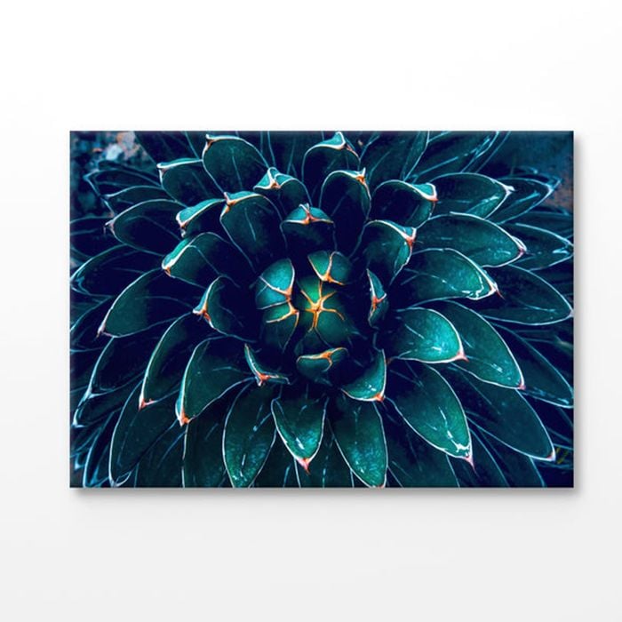 Dark Green Cactus Flower Closeup Print 100% Australian Made 90x60cm (Stretched Canvas)