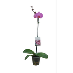 125mm Moth Orchid - Phalaenopsis hybrid